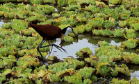 African jacana - Selous
