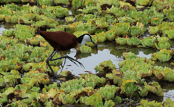 African jacana - Selous