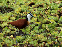 African jacana - Selous