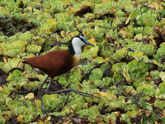 African jacana - Selous