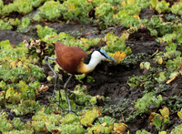 African jacana - Selous