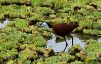 African jacana - Selous