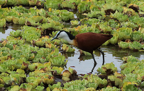 African jacana - Selous