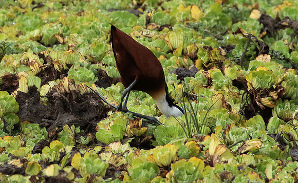 African jacana - Selous