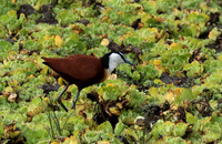 African jacana - Selous