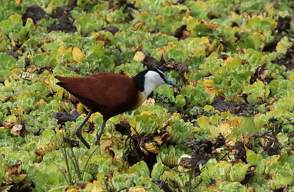 African jacana - Selous