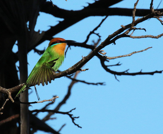 Böhm's bee-eater