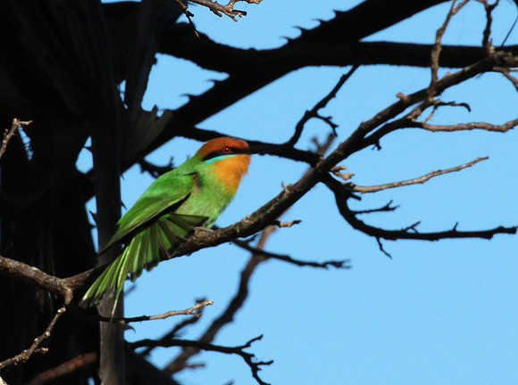 Böhm's bee-eater
