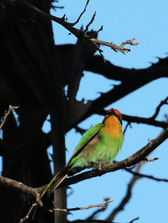 Böhm's bee-eater