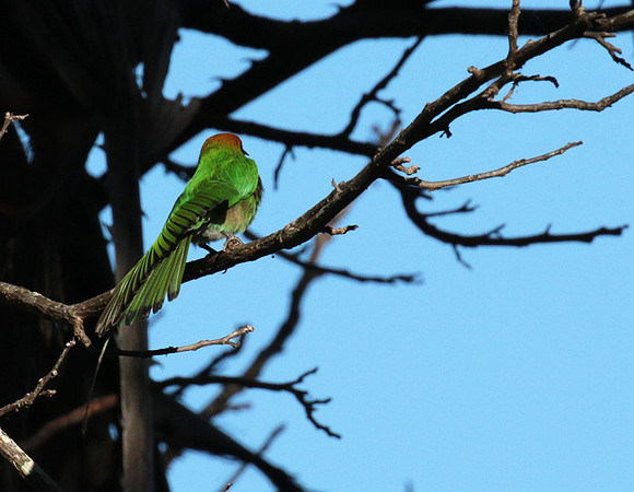 Böhm's bee-eater