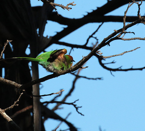 Böhm's bee-eater