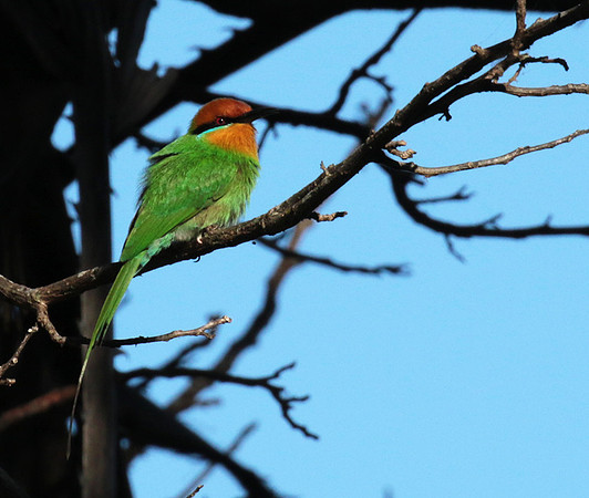 Böhm's bee-eater