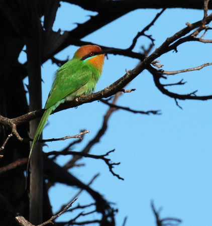 Böhm's bee-eater