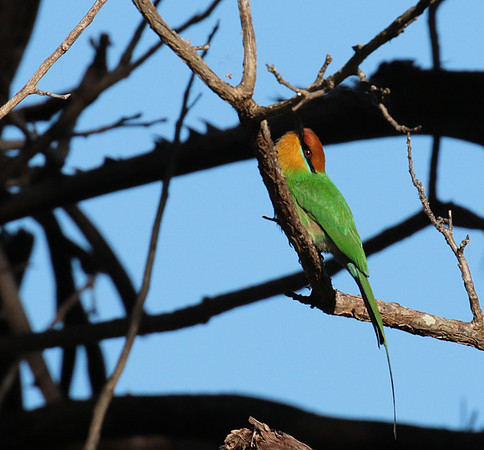 Böhm's bee-eater