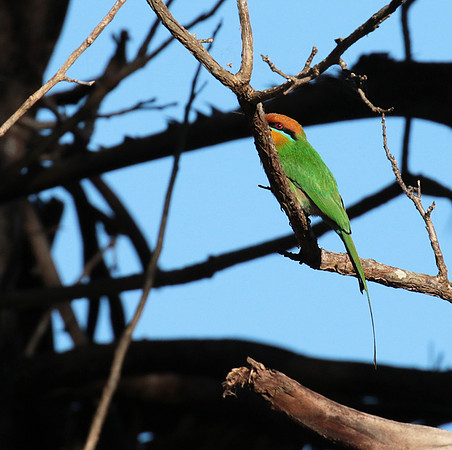 Böhm's bee-eater