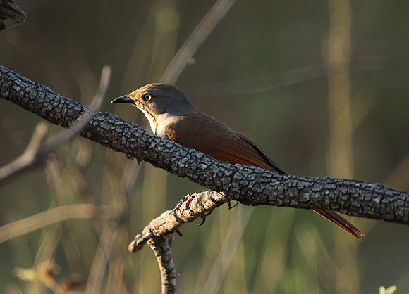 Collared palm thrush - Selous