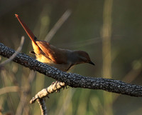 Collared palm thrush - Selous