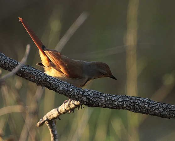 Collared palm thrush - Selous