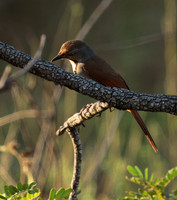 Collared palm thrush - Selous