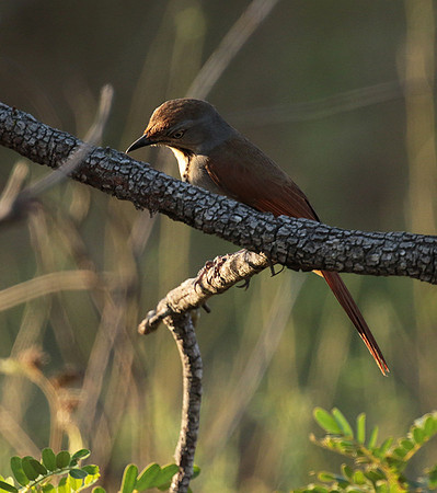 Collared palm thrush - Selous