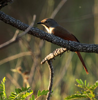 Collared palm thrush - Selous