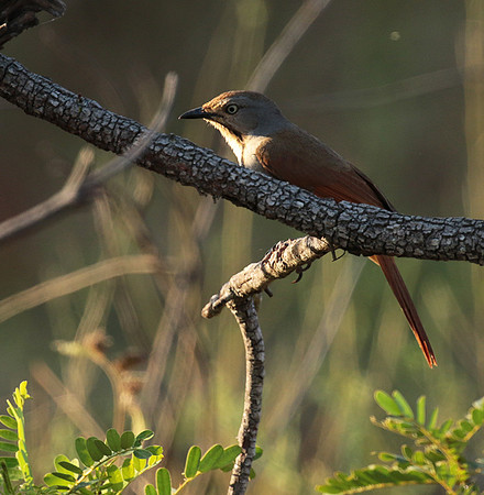Collared palm thrush - Selous