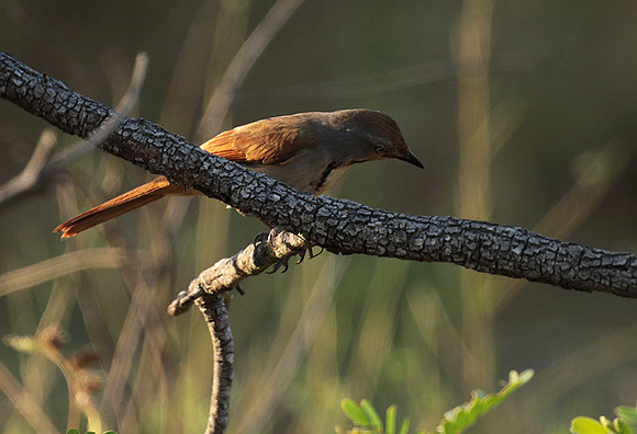 Collared palm thrush - Selous