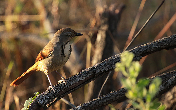 Collared palm thrush - Selous