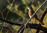 Collared palm thrush - Selous