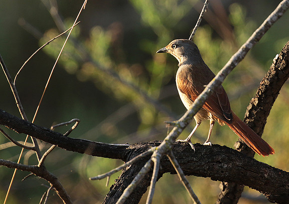 Collared palm thrush - Selous