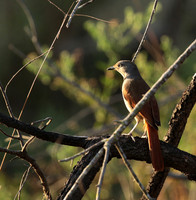 Collared palm thrush - Selous