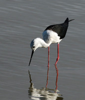 Black winged stilt - Selous