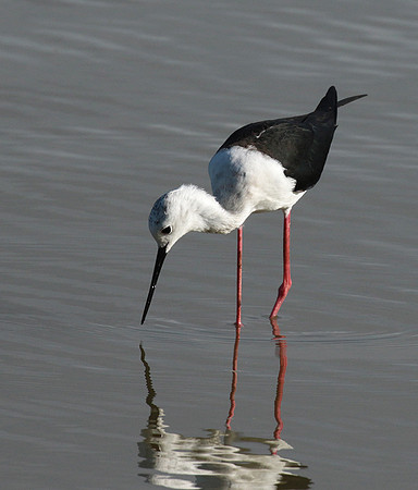 Black winged stilt - Selous