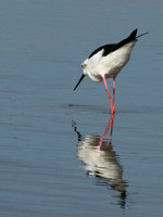 Black winged stilt - Selous