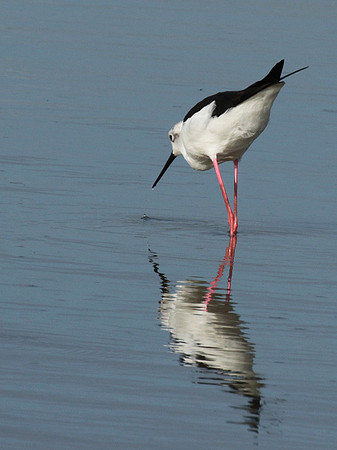 Black winged stilt - Selous