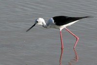 Black winged stilt - Selous