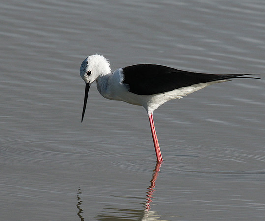 Black winged stilt - Selous