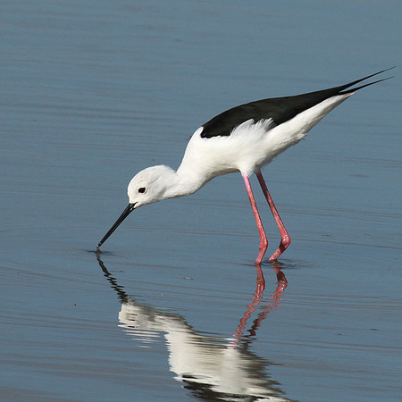Black winged stilt - Selous