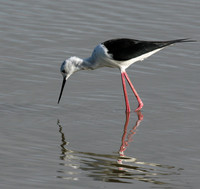 Black winged stilt - Selous