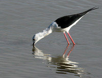Black winged stilt - Selous