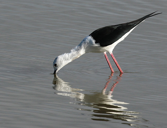 Black winged stilt - Selous
