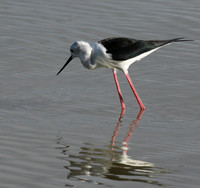 Black winged stilt - Selous