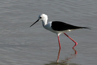 Black winged stilt - Selous