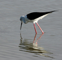 Black winged stilt - Selous