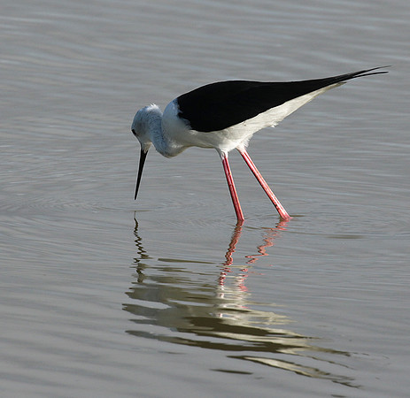 Black winged stilt - Selous
