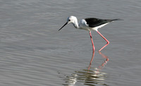 Black winged stilt - Selous
