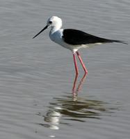 Black winged stilt - Selous