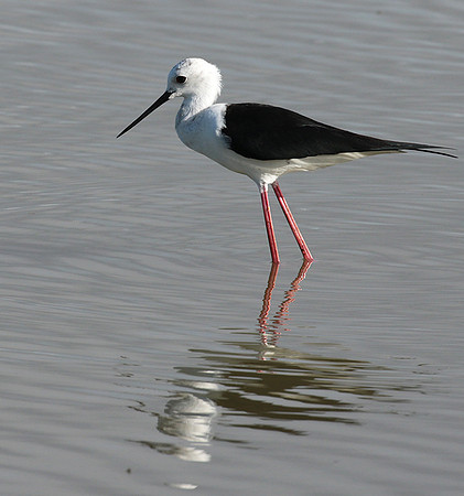 Black winged stilt - Selous
