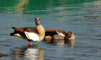Egyptian goose - Selous