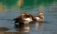 Egyptian goose - Selous